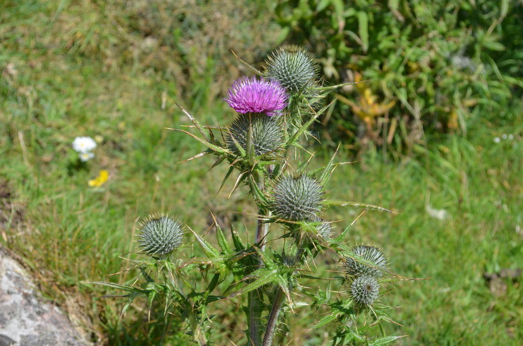 Highland Holiday House Willa Durness Zewnętrze zdjęcie